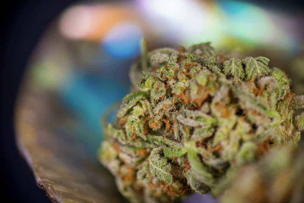 up close of cannabis bud, gorilla cookies strain