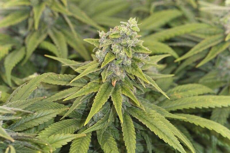 up close of cannabis plant, la kush cake strain 