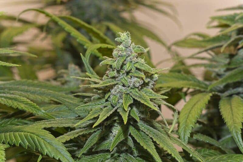 up close of cannabis plants, lemon cookies strain