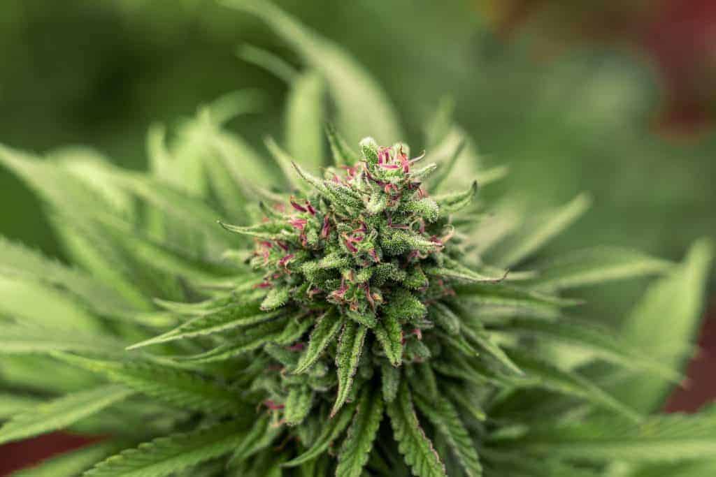close up of cannabis plant, sour patch kids strain