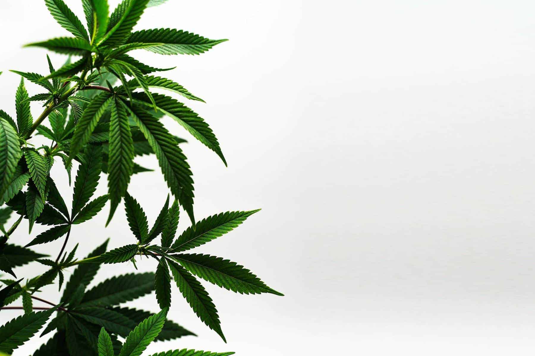 green cannabis leaves isolated on white, how to fight phobias with delta-8