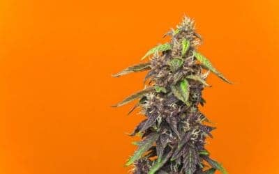 Orange Crush Strain – Weed Review