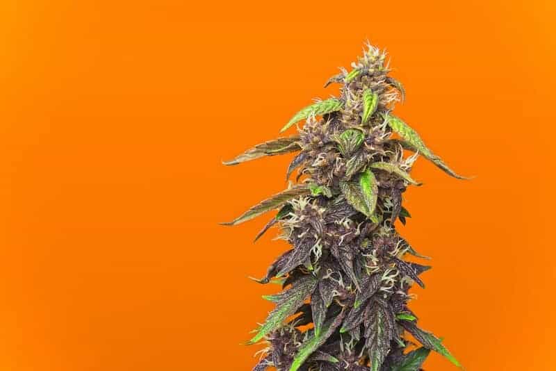 up close of cannabis bud isolated on orange, orange crush strain