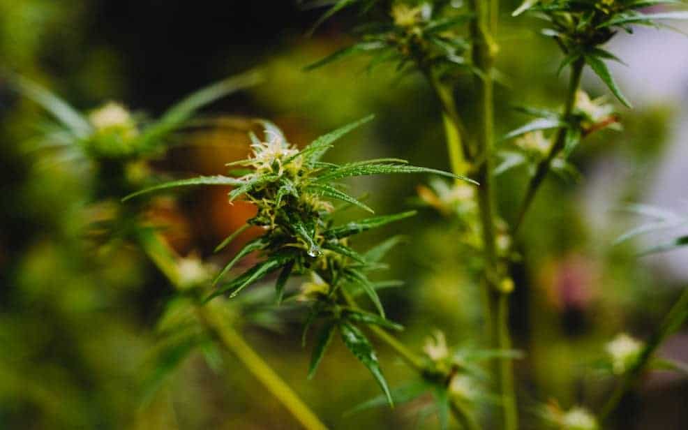close up of green cannabis plant, doc go strain