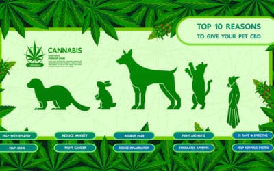 3 Things to Be Aware of Before Giving CBD to Your Pets