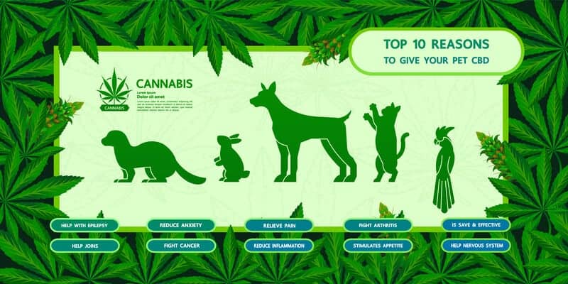 green chart of benefits of cbd, giving cbd to your pets