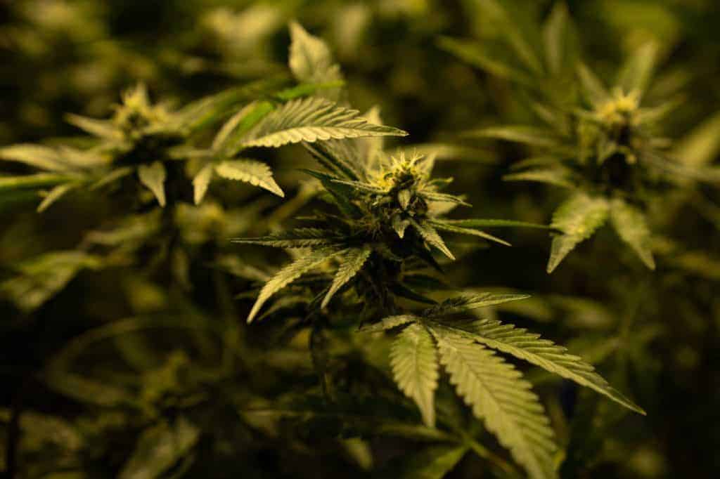 cannabis plants, marijuana nutrient deficiency 