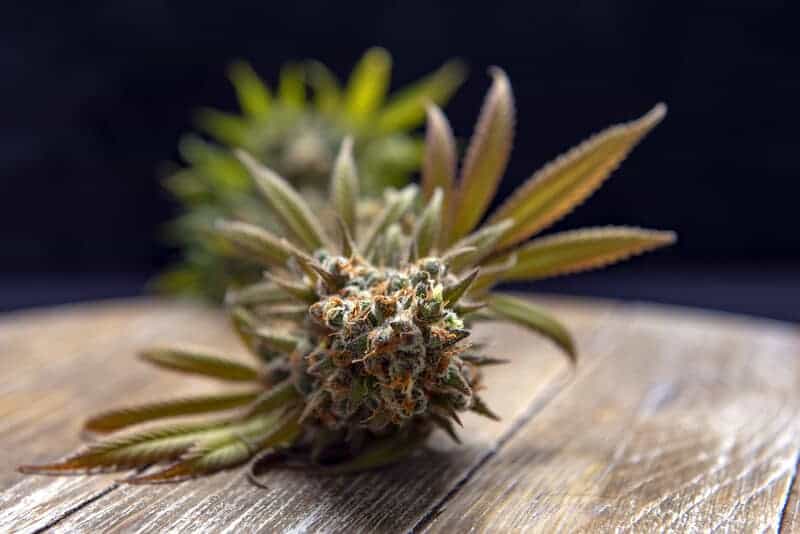 cannabis bud up close on weed table, bio Jesus strain