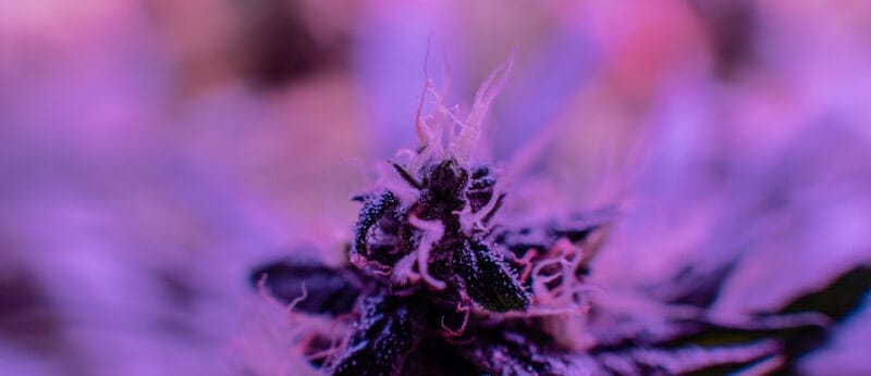 macro of cannabis on purple background, guava cake strain