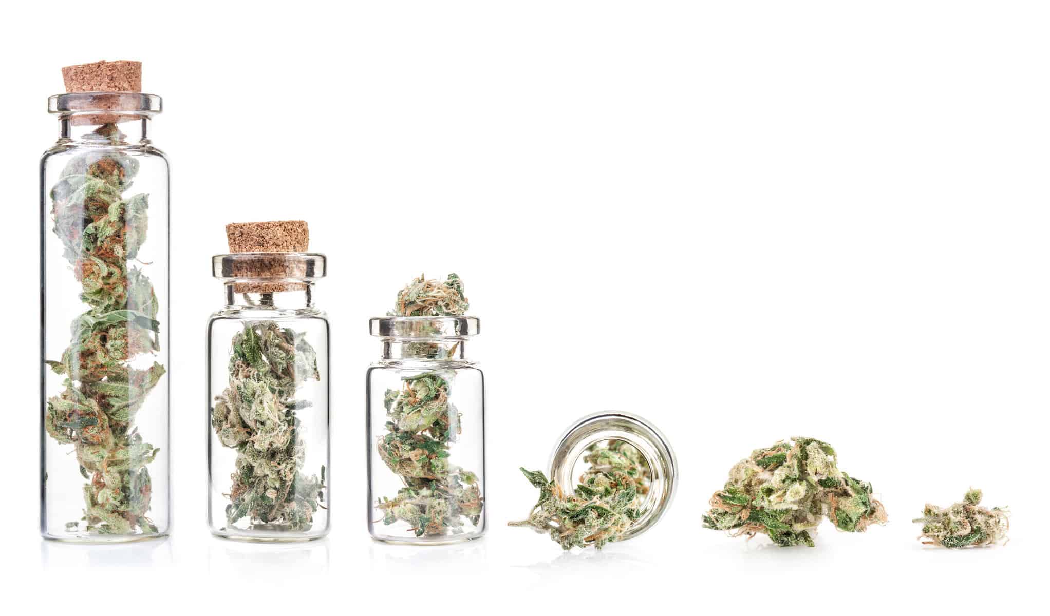 cannabis buds in glass jars isolated on white, best tasting cannabis strains
