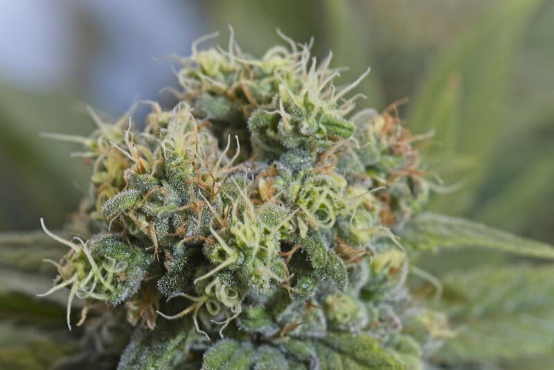 up close of cannabis plant, bubba fett strain