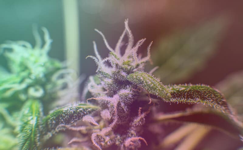 trichomes on cannabis plant. purple cookies strain