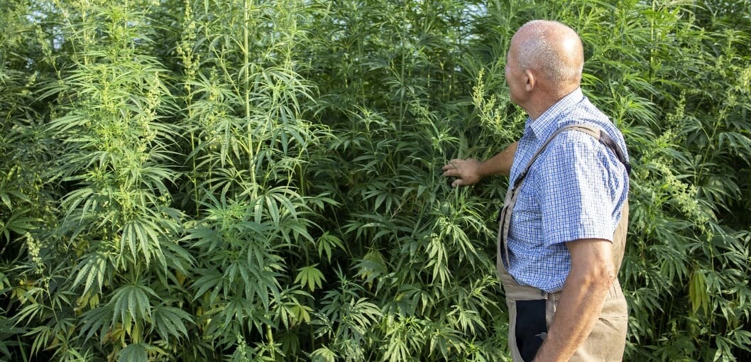 senior agronomist cannabis sativa plant