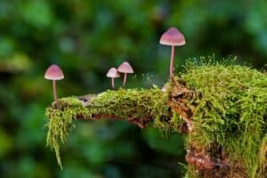 purple mushrooms growing on ledge, magic mushrooms