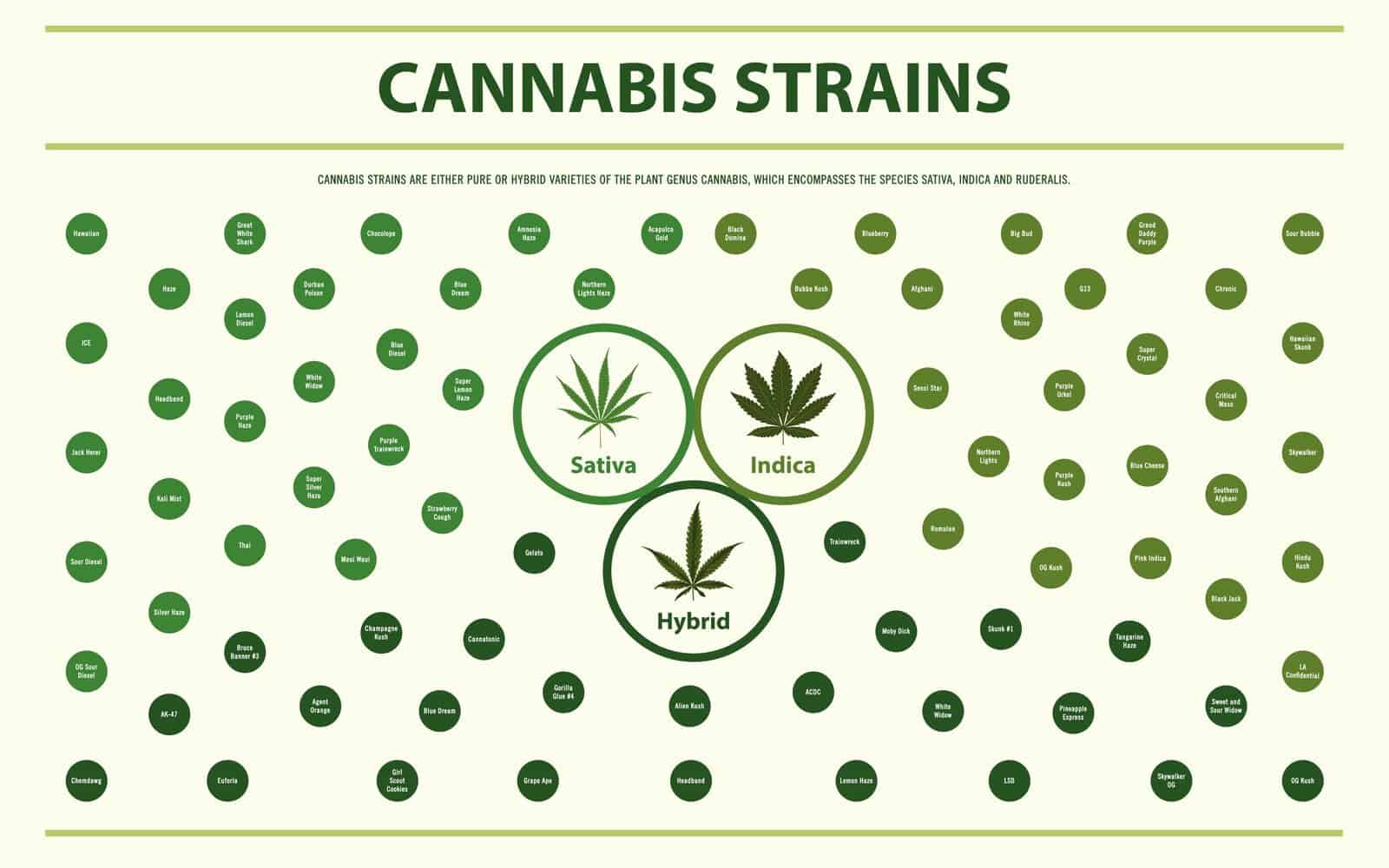 cannabis strain names