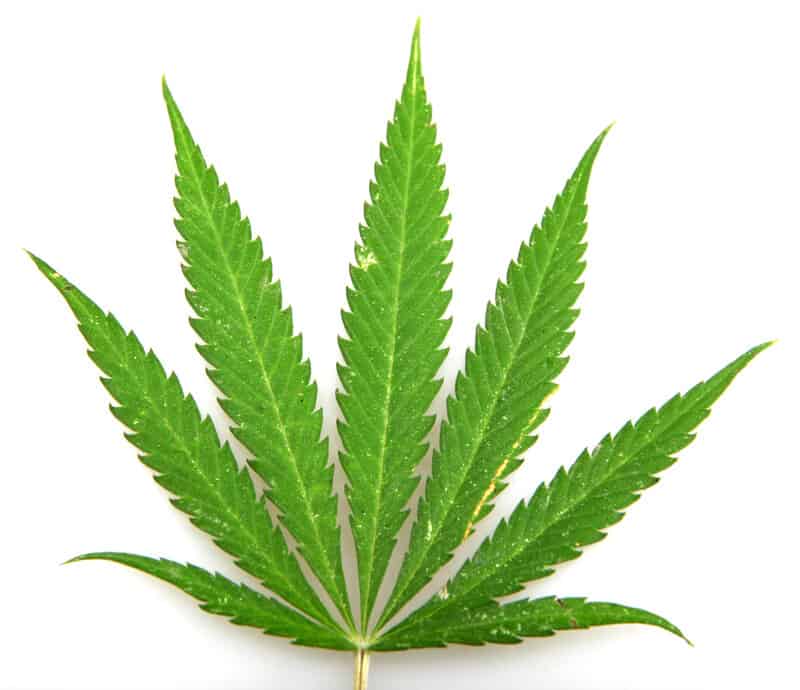 green cannabis leaf isolated on white, does weed kill brain cells