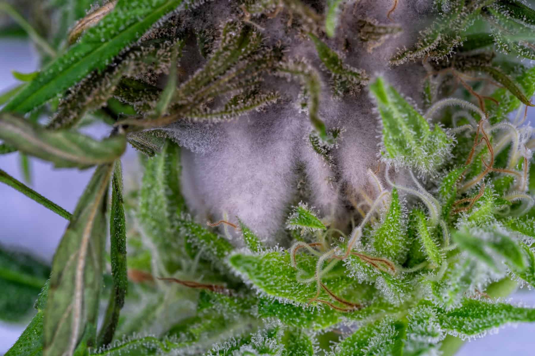 white mold on cannabis plant