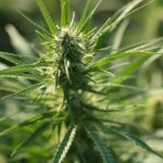 7 CBD SEO Services Ranked by Structural Fit for 2026