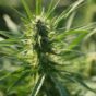 7 CBD SEO Services Ranked by Structural Fit for 2026