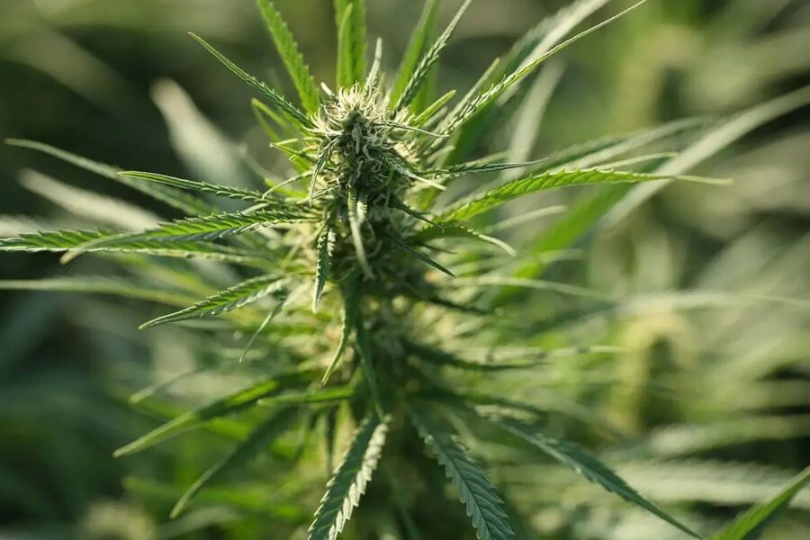 7 CBD SEO Services Ranked by Structural Fit for 2026