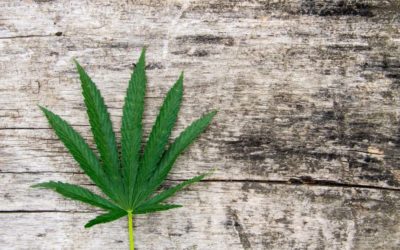 A Look At The Oldest Cannabis Strains
