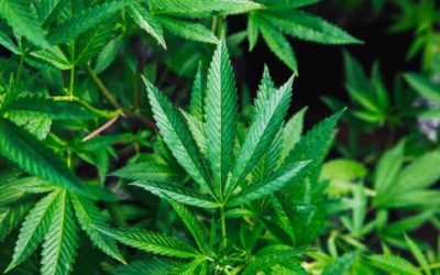 Recreational Marijuana Is Coming To Australia’s Capital