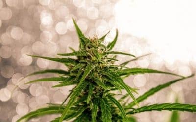 Top Surprising Benefits For the Marijuana Plant