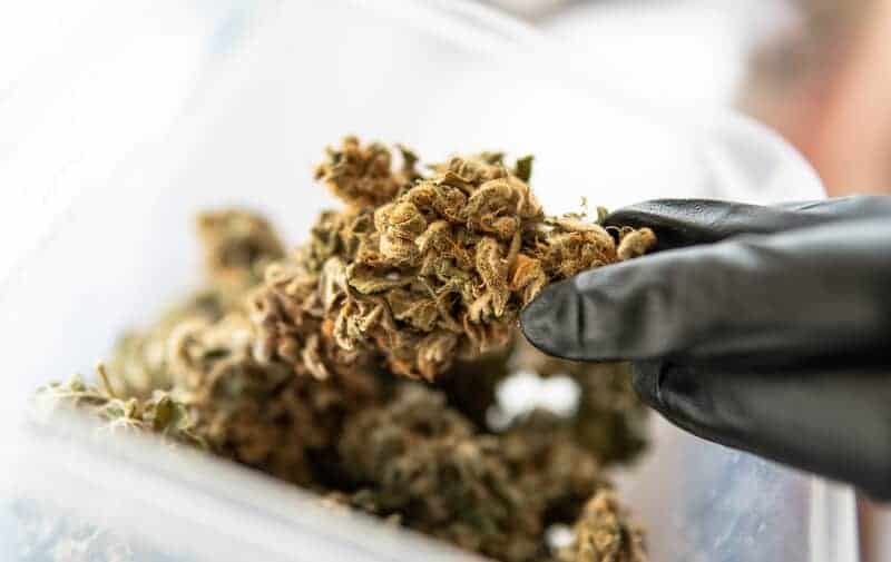 gloved hand holding cannabis buds, best cannabis sativa strains to smoke