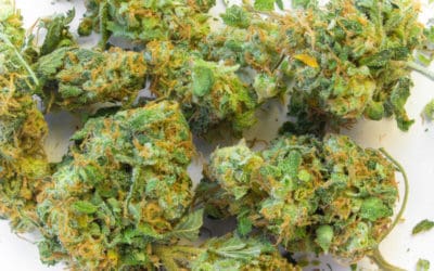 Top 7 Jamaican Weed Strains