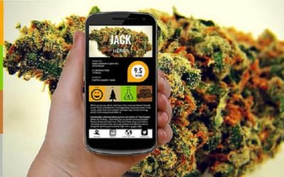 Top Cannabis Apps For Business