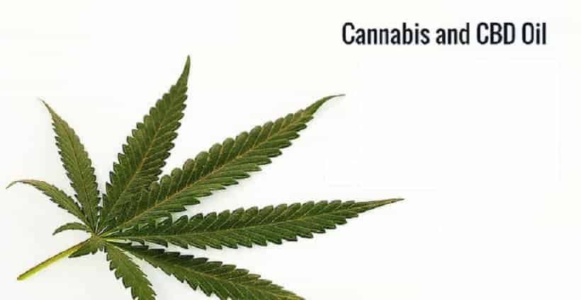 marijuana plant isolated on white, amazing benefits of cannabis oil