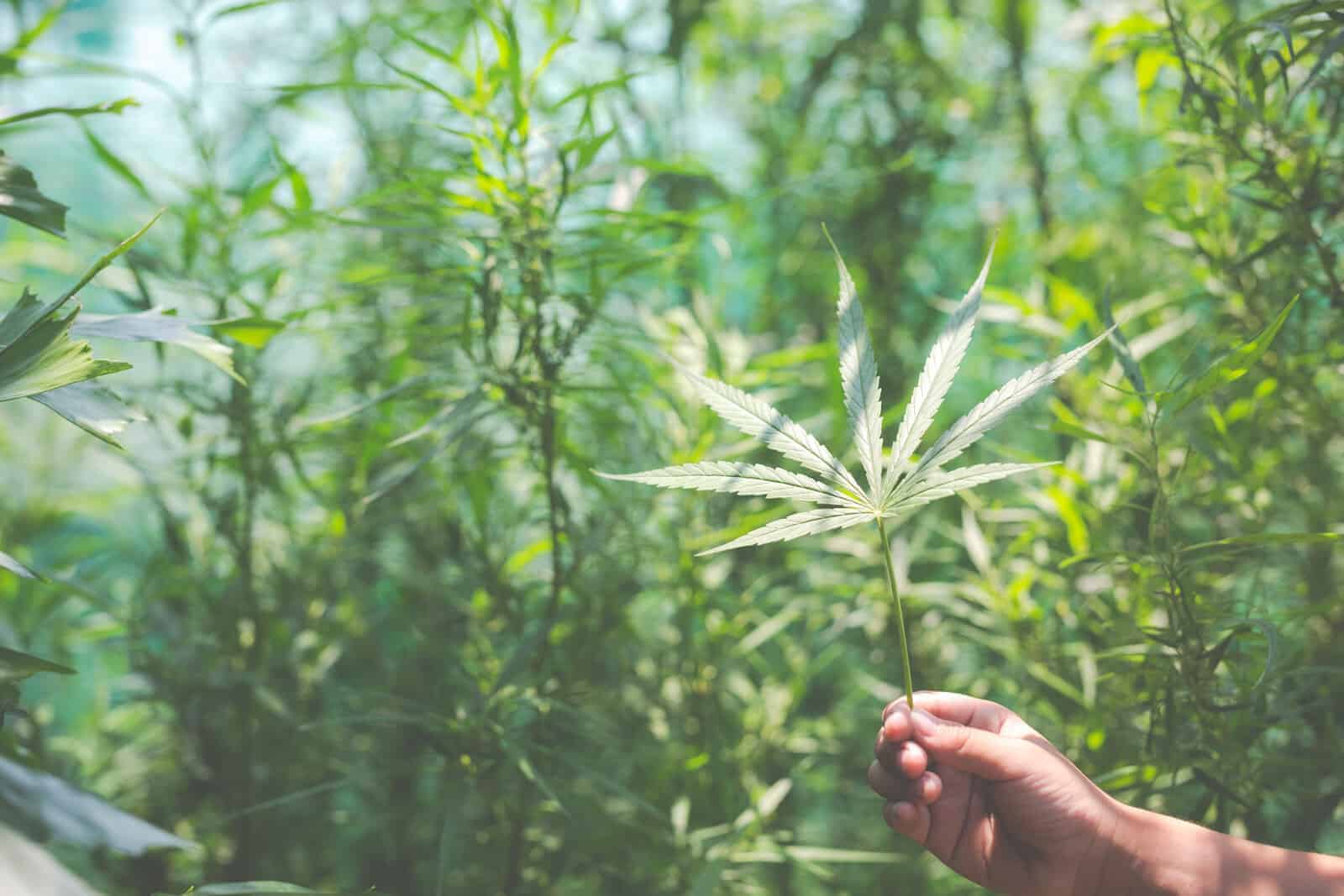 hand hold in a marijuana plant in a field. important stages of the marijuana plant growth