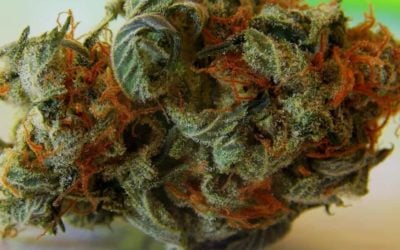 Fruitiest Strain for New Users: Pineapple Express Review