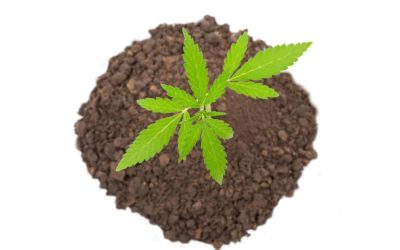 How Companion Planting Helps Cannabis Cultivation