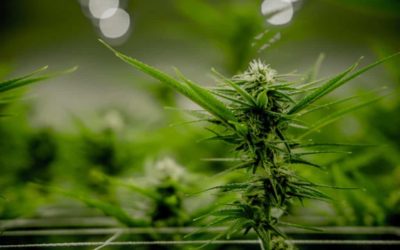 Best Schwazzing Guide For Cannabis Plants