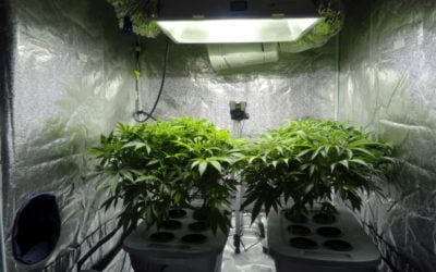 How Marijuana Grow Room Air Exchange Works