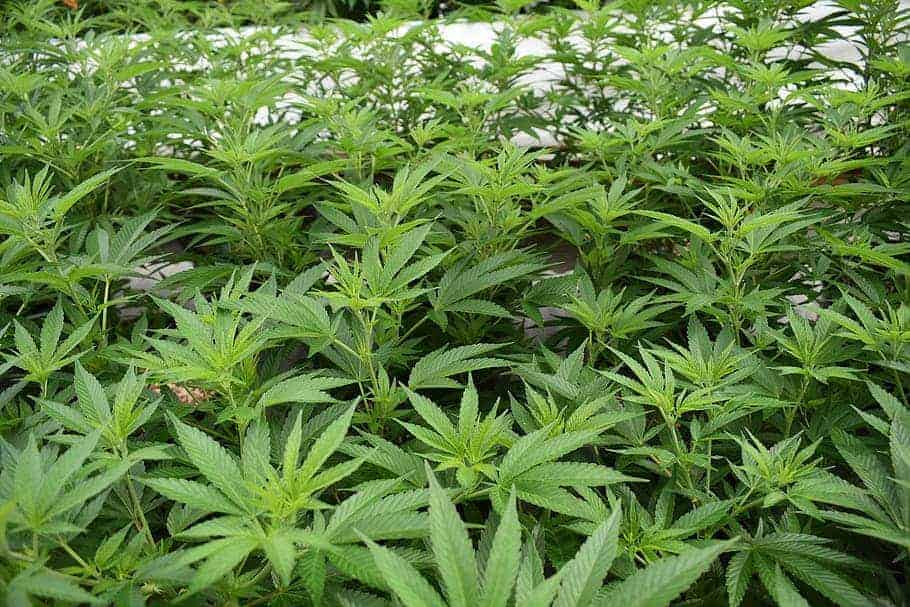 Growing marijuana outdoors