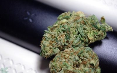 Top Rated Marijuana Strains
