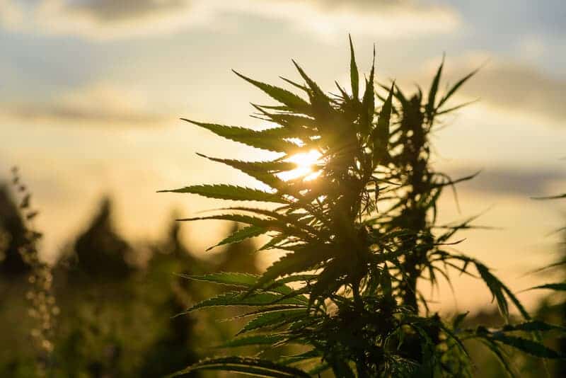 marijuana strain growing outdoors with sun shining