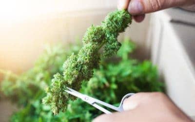 Best Marijuana Trimming Scissors