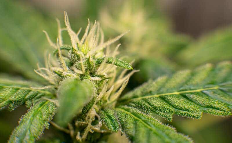 close up of trichomes on marijuana plant, peanut butter breath strain
