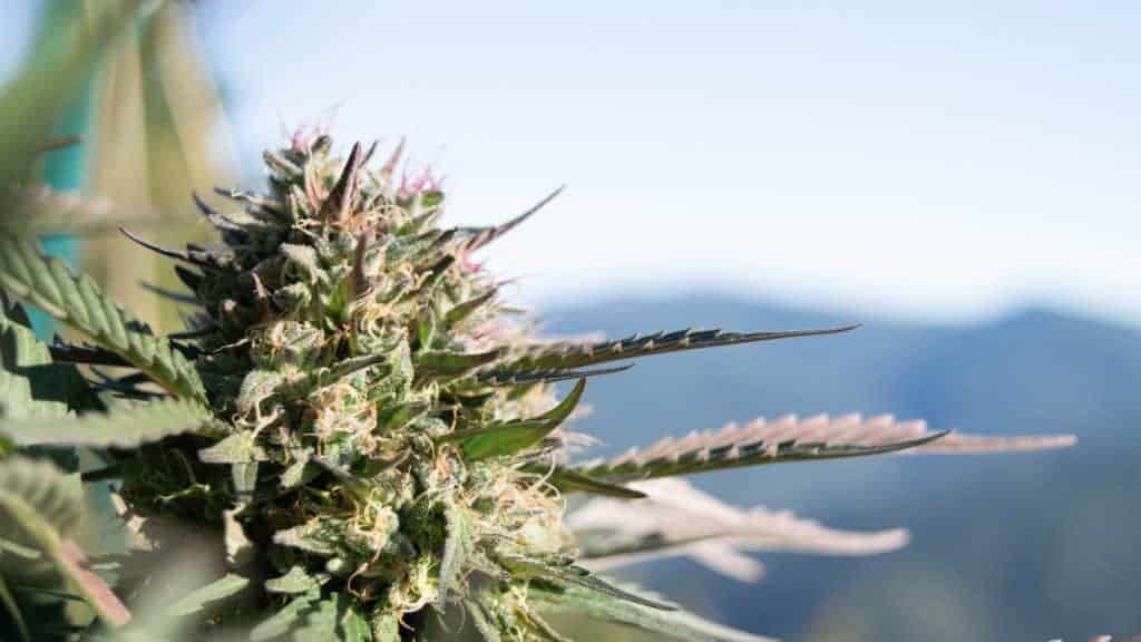 Pink starburst strain growing flowering cannabis