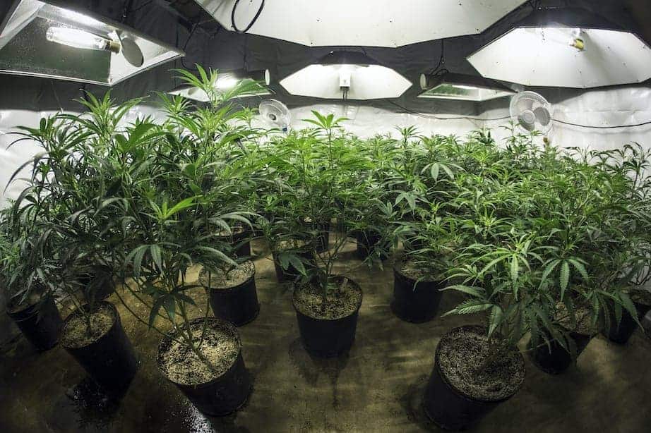 How To Set Up Your First Marijuana Grow Room