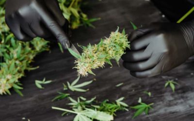 Simple Steps to Trimming Weed