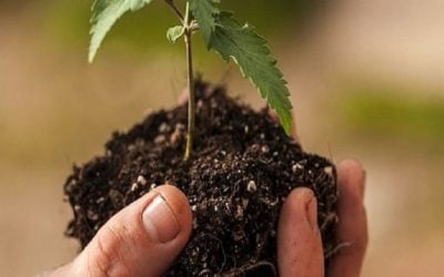 The Top Soils for Cannabis Growth
