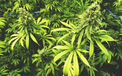 The Newest Marijuana Strains For Growers In 2022