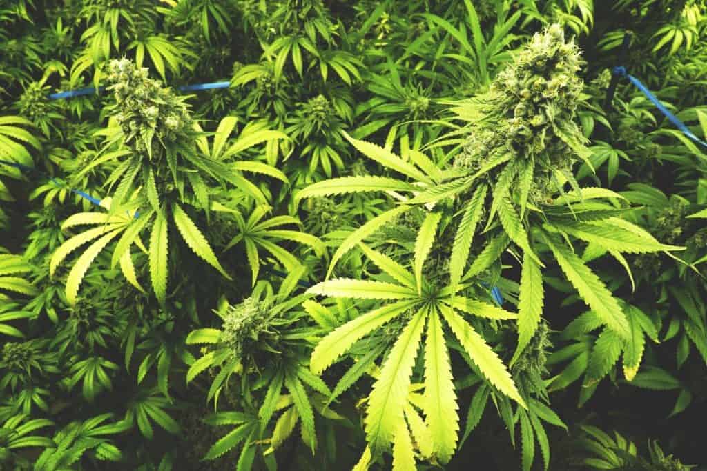 field of marijuana plants, newest marijuana strains for growers in 2020