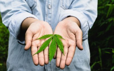 Different Types of Cannabis Jobs in the Industry