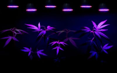 Top 10 LED Lights For Growing Marijuana