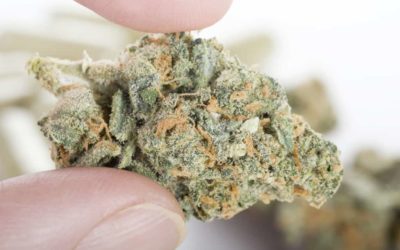 Top Cannabis Facts About Pain
